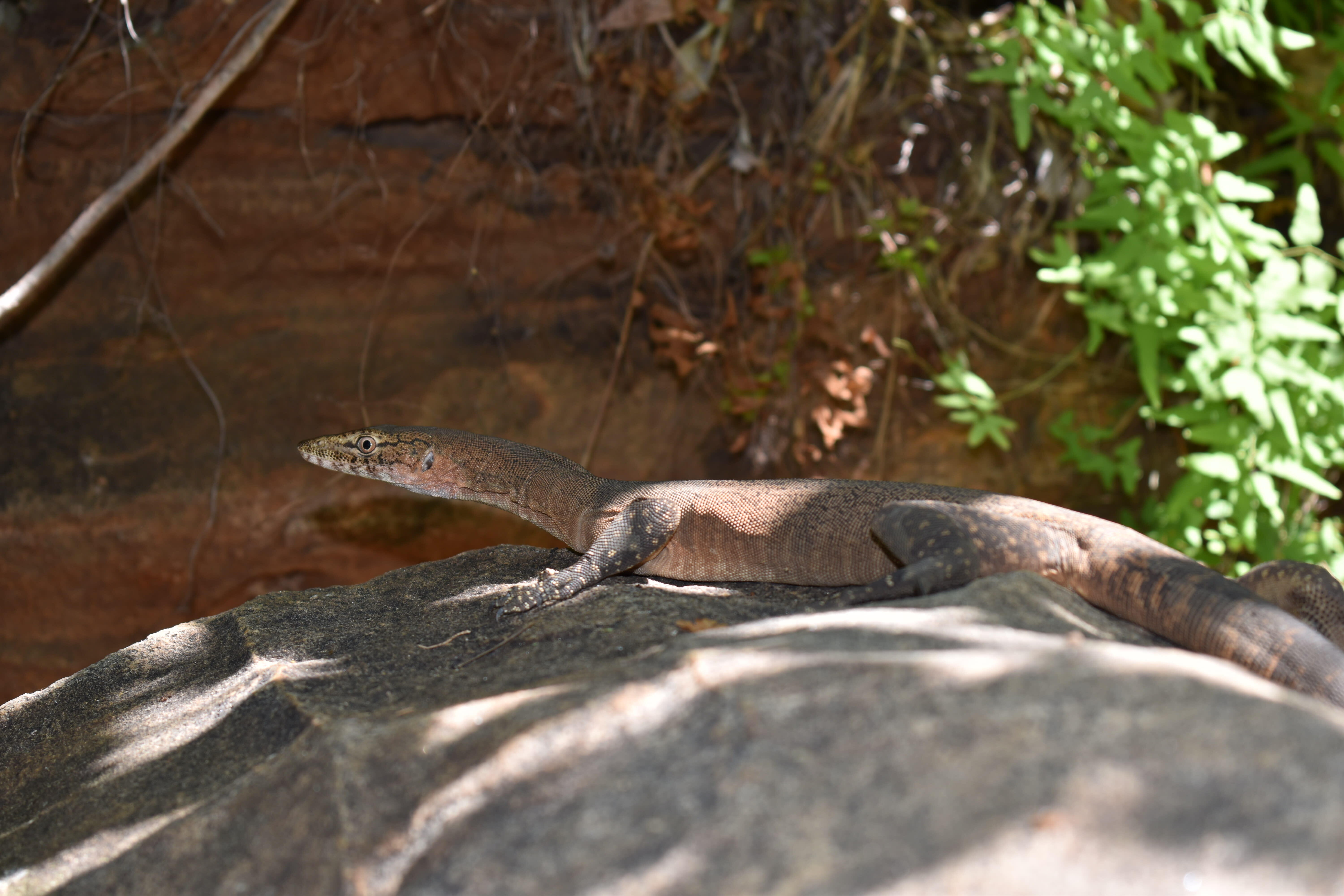 Black-palmed monitor on the Grant Range, West Kimberley.