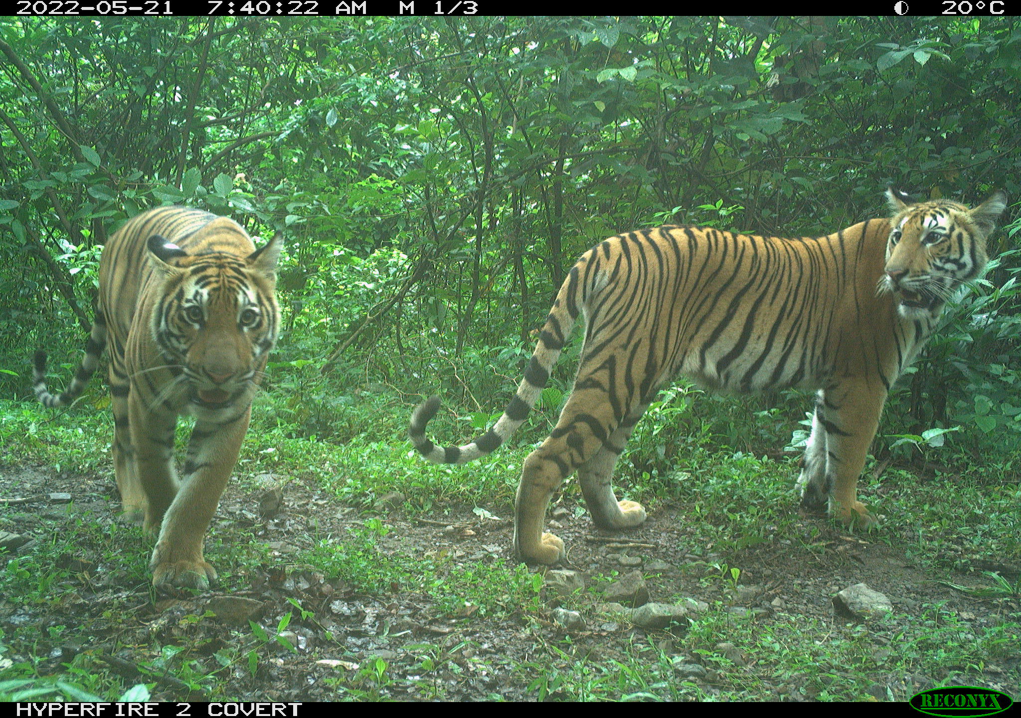 Img> Tigers in Bhutan 2