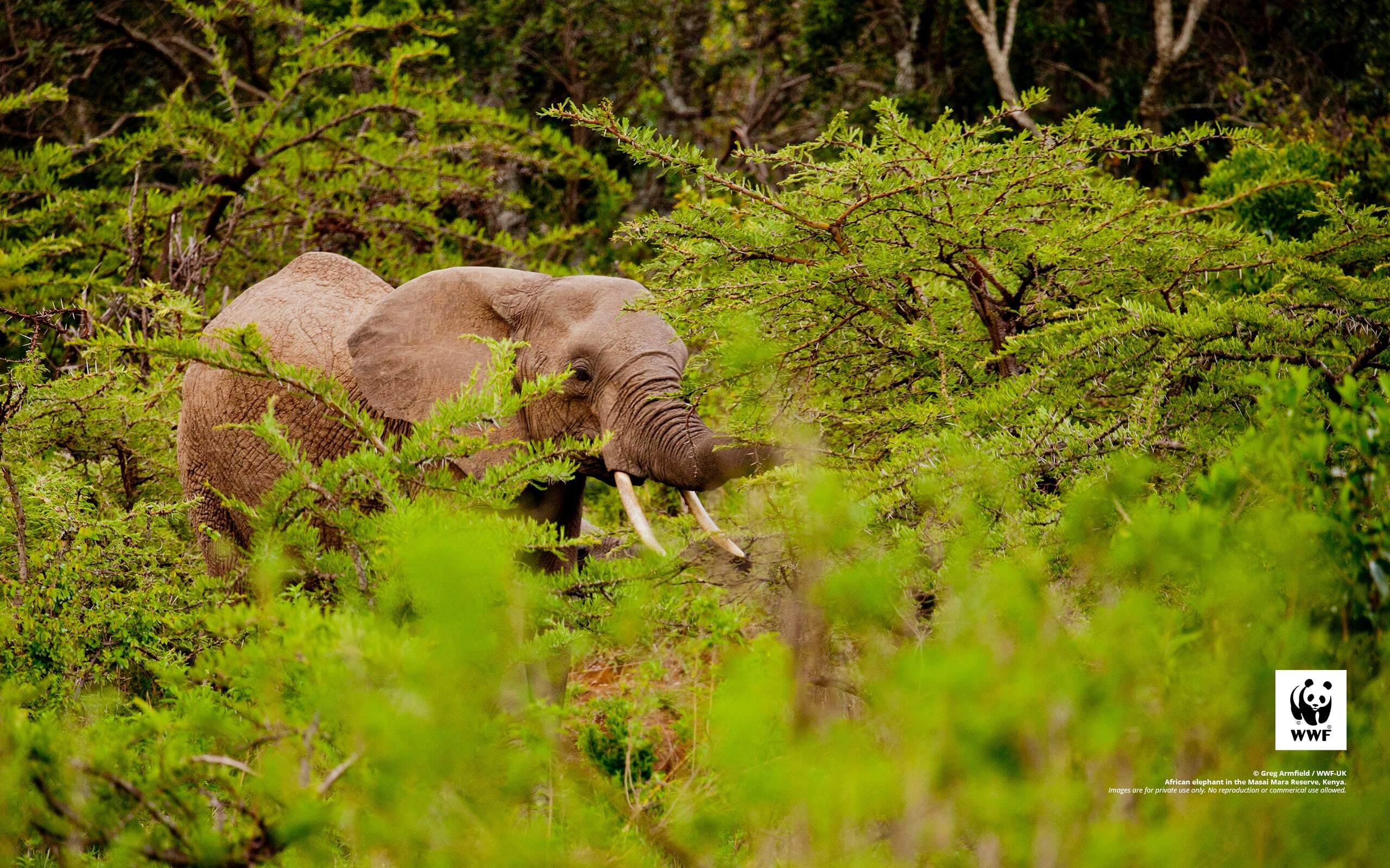 African elephant