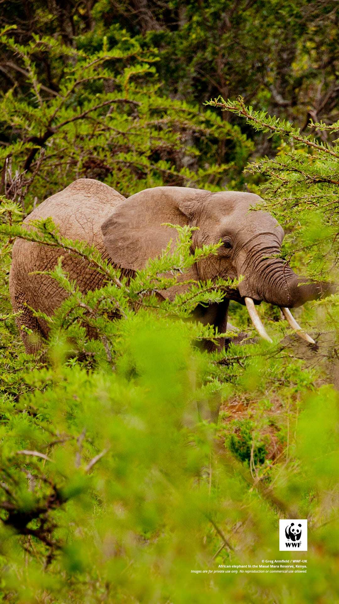 African elephant