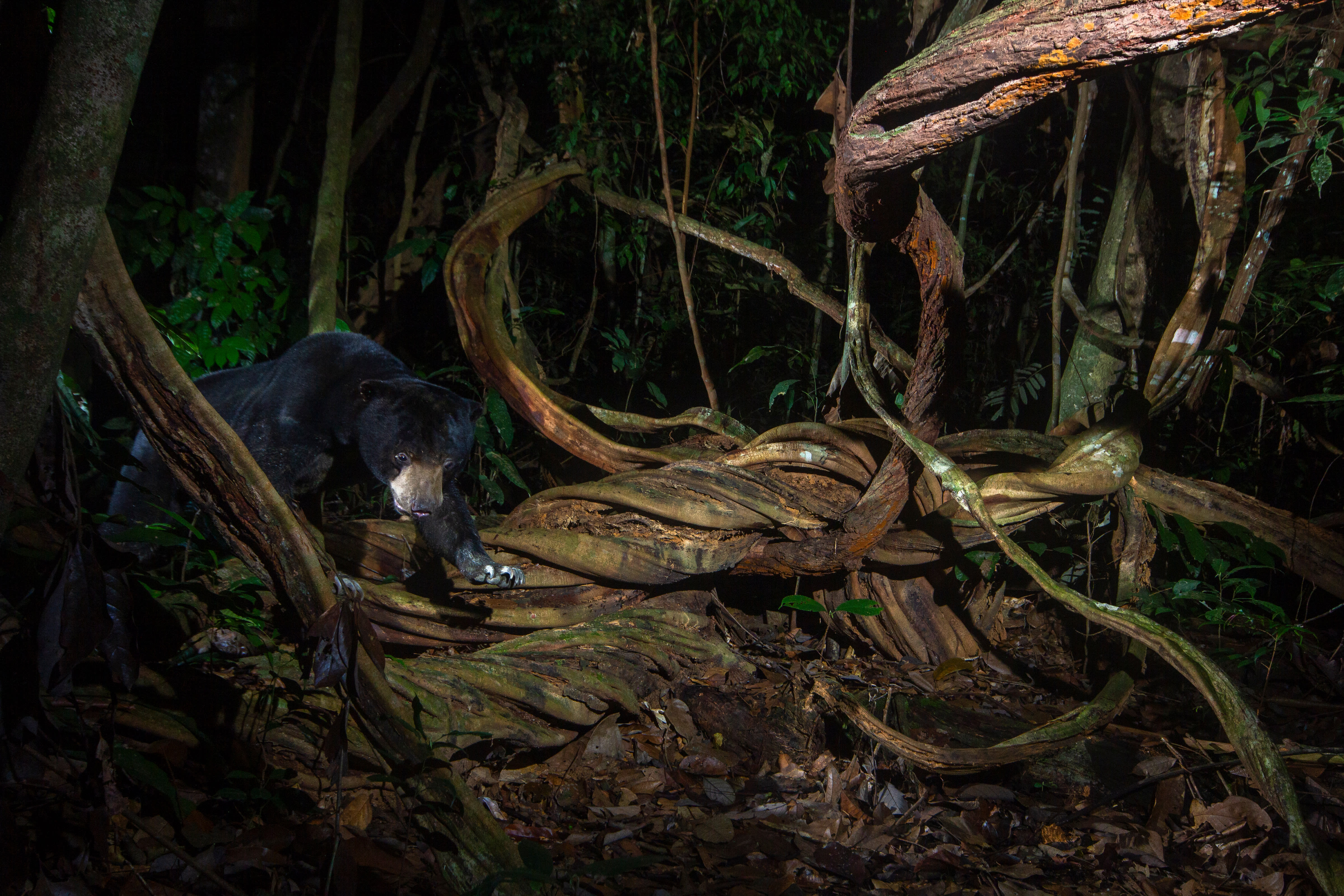 Image > Sun bear caught on sensor camera in Royal Belum State Park in Malaysia