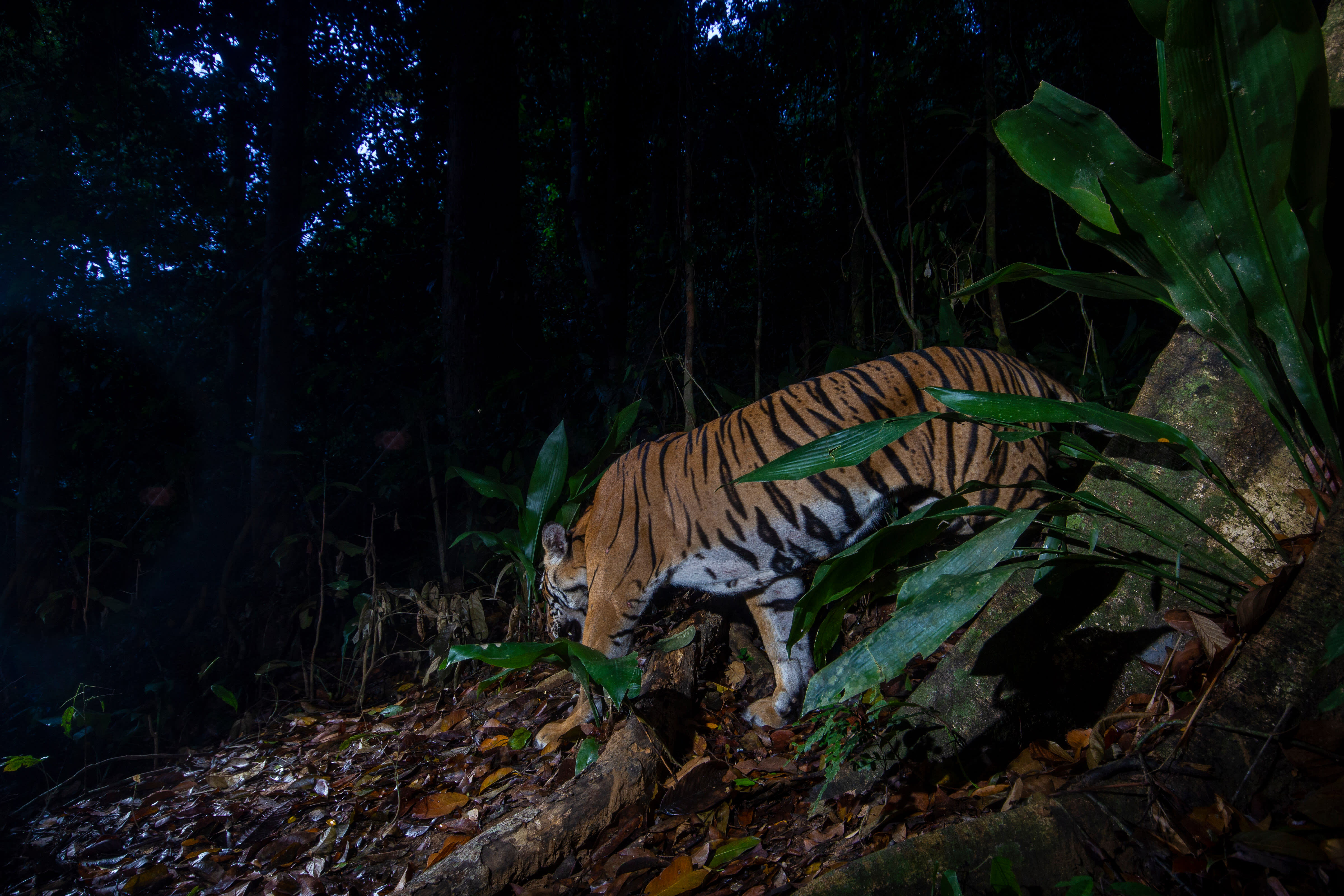 There are less than 150 wild tigers left in Malaysia, their fate hangs in the balance.