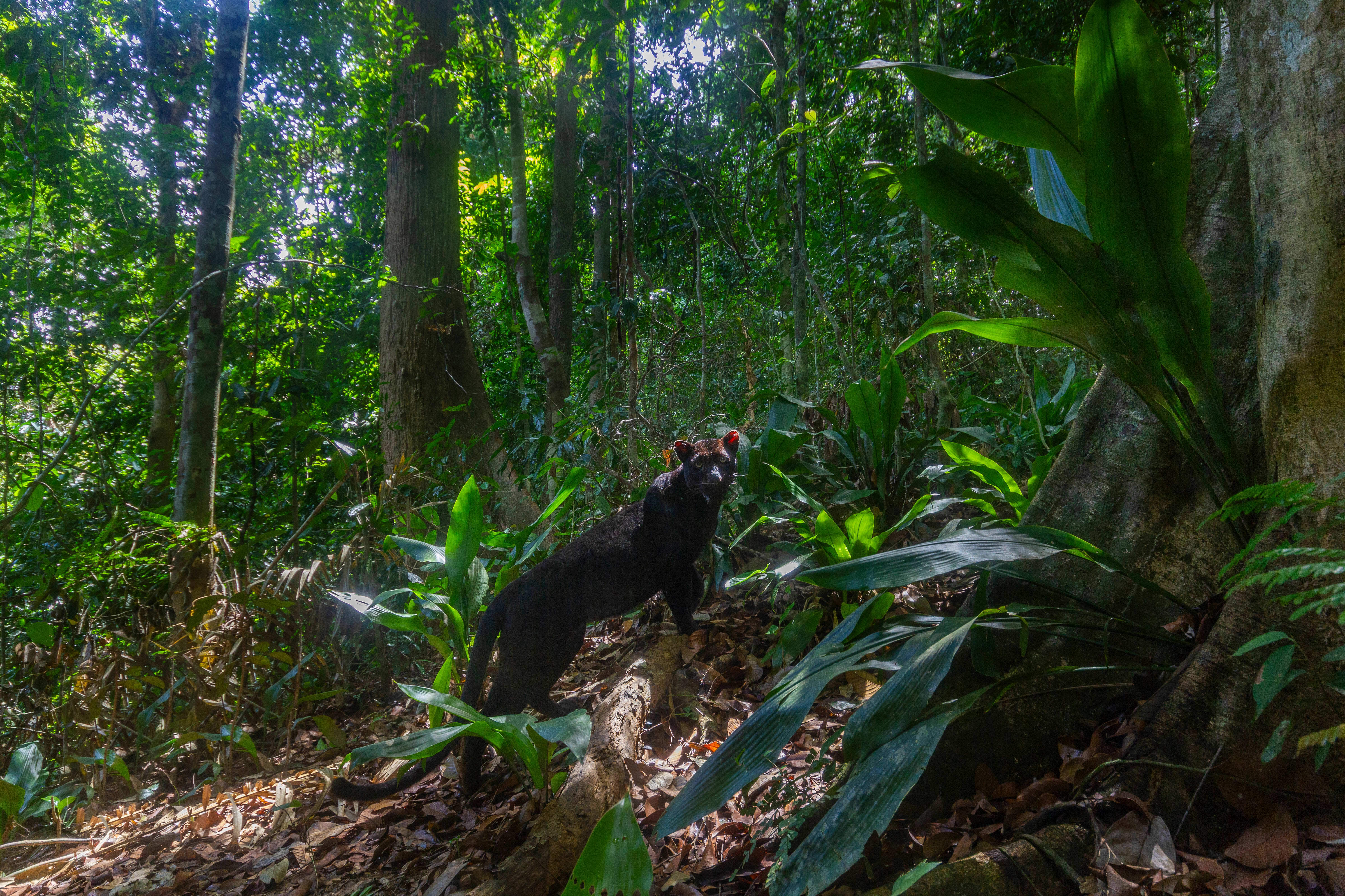 Image > Black leopard caught on sensor camera in Royal Belum State Park in Malaysia