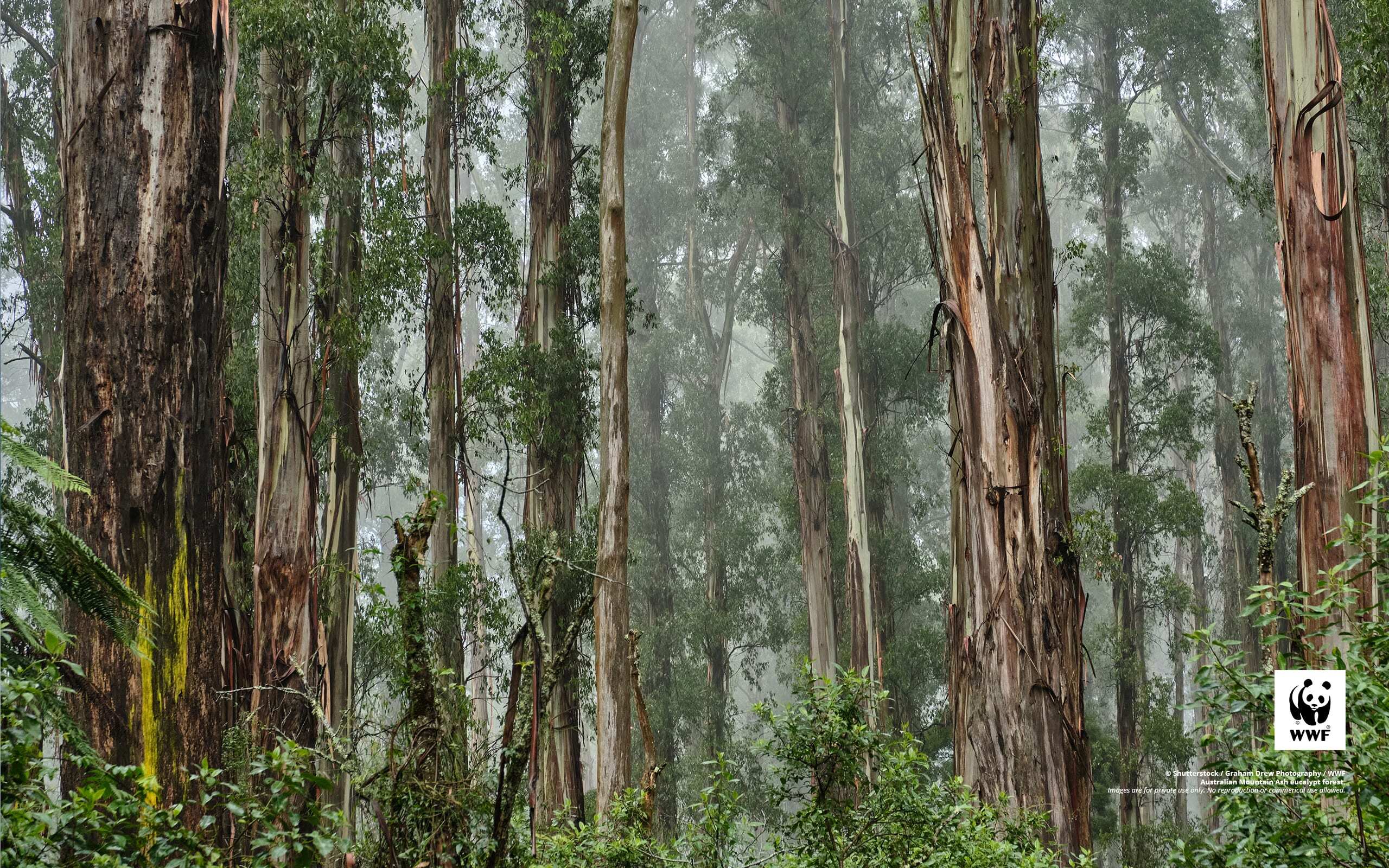 Eucalypt forest