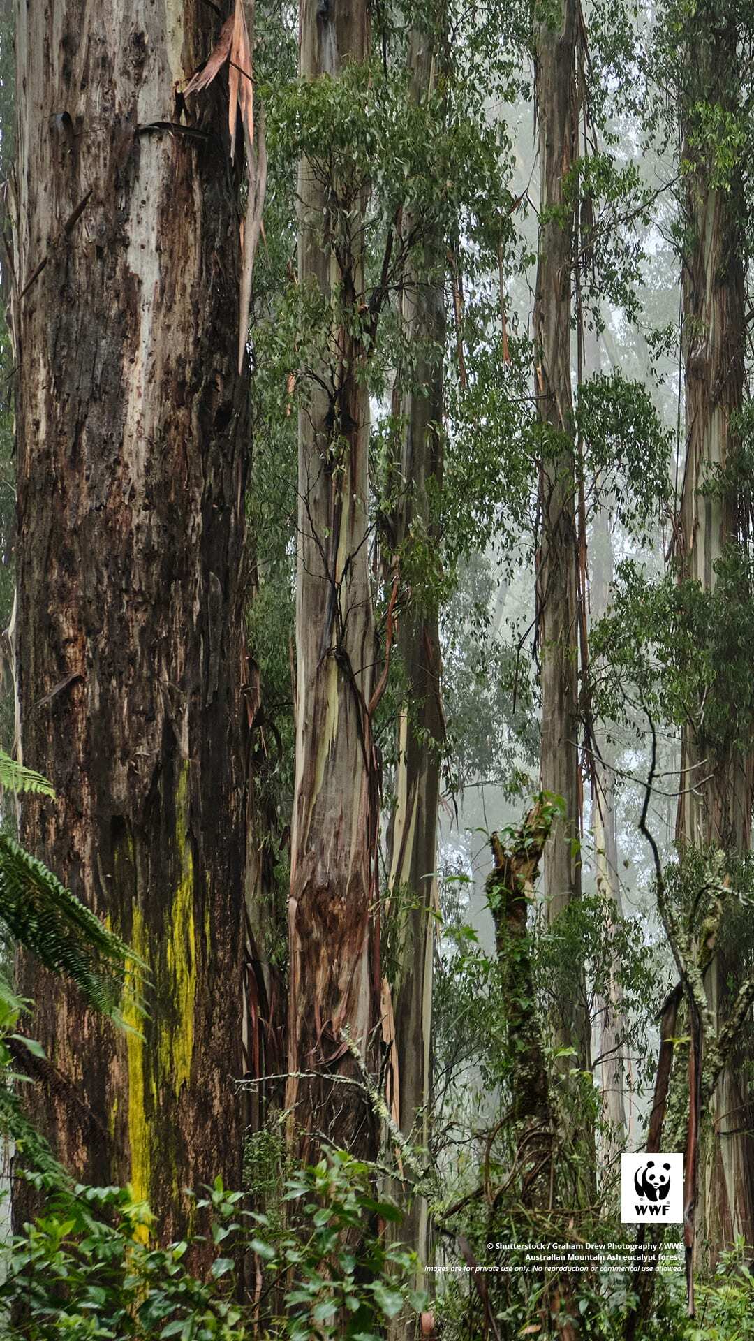 Eucalypt forest