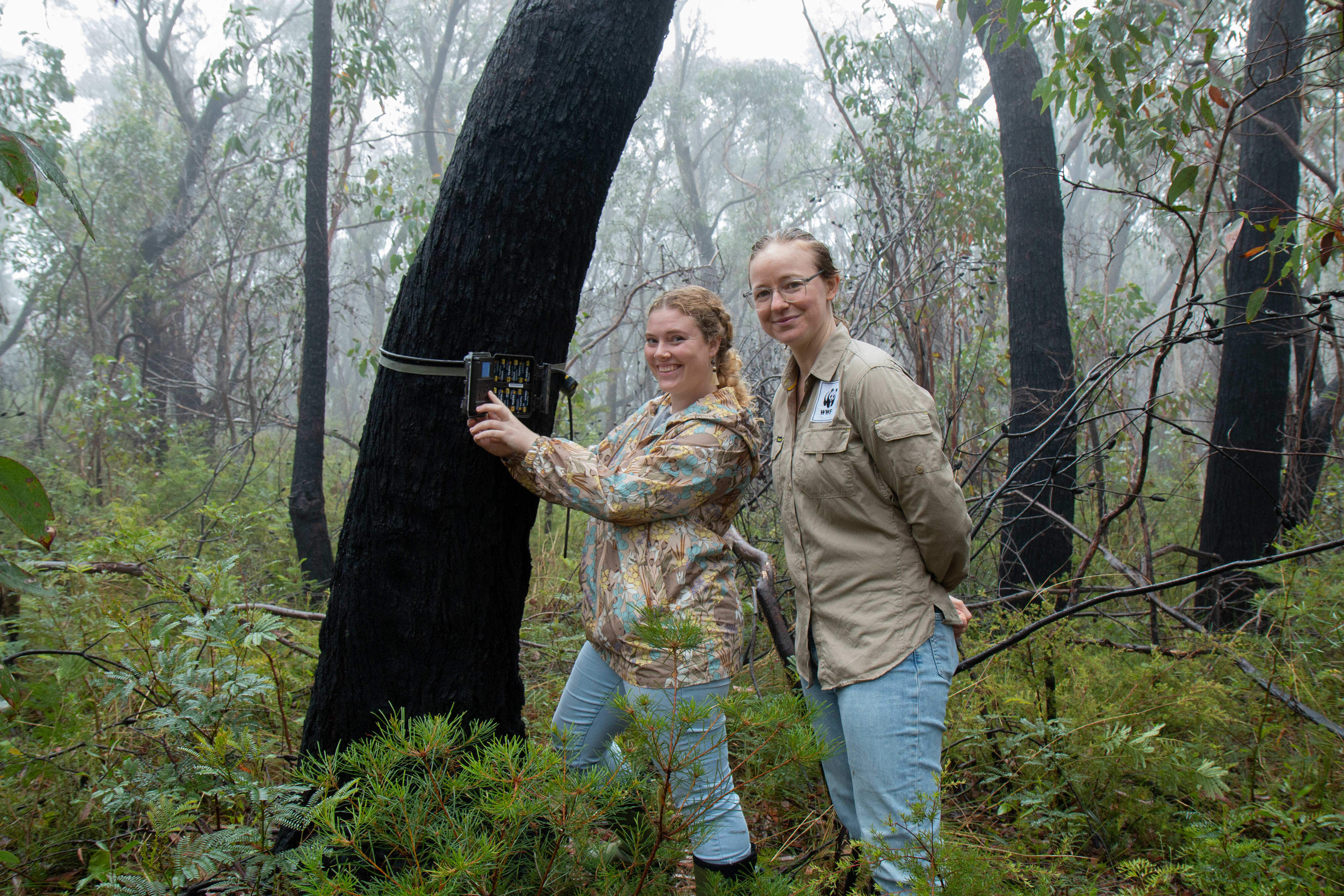 Melinda Kerr from the Blue Mountains World Heritage Institute (left) and Dr Emma Spencer from WWF-Australia (right) check a sensor camera in the Blue Mountains as part of the Eyes on Recovery project.
Eyes on Recovery is a large-scale sensor camera project. and a collaboration between WWF, Conservation International, and local land managers and research organisations. Google-powered AI technology has been trained to identify Australian animals in photos to track the recovery of threatened species following the 2019-20 bushfires.