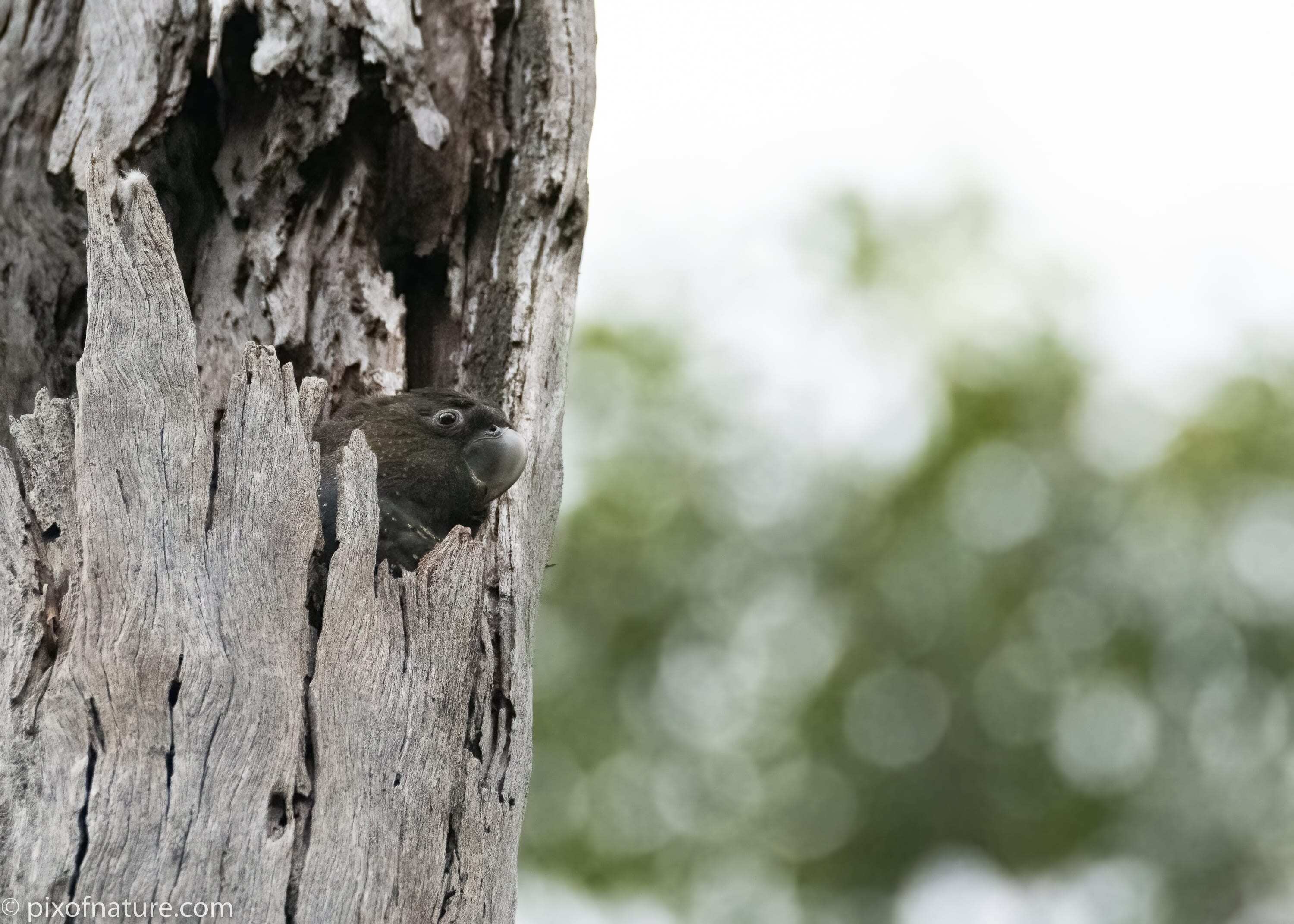 Young glossy black cockatoo - When her mother returned Firefly would launch into vigorous calls begging to be fed