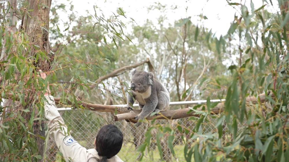 Frankie the koala at Phillip Island Nature Parks