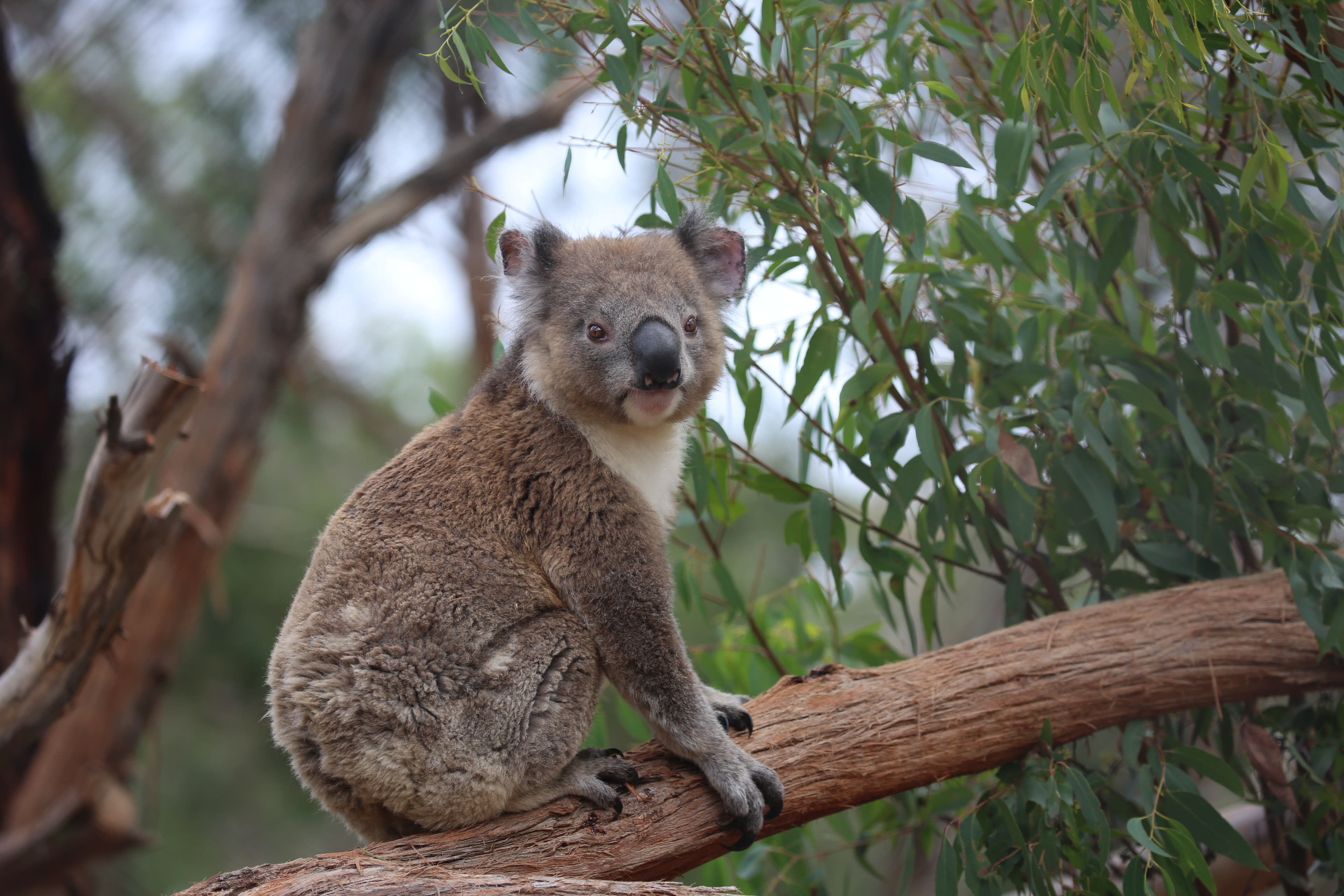 An update on Frankie the Koala, found in the aftermath of the Mallacoota Vic. bushfires.