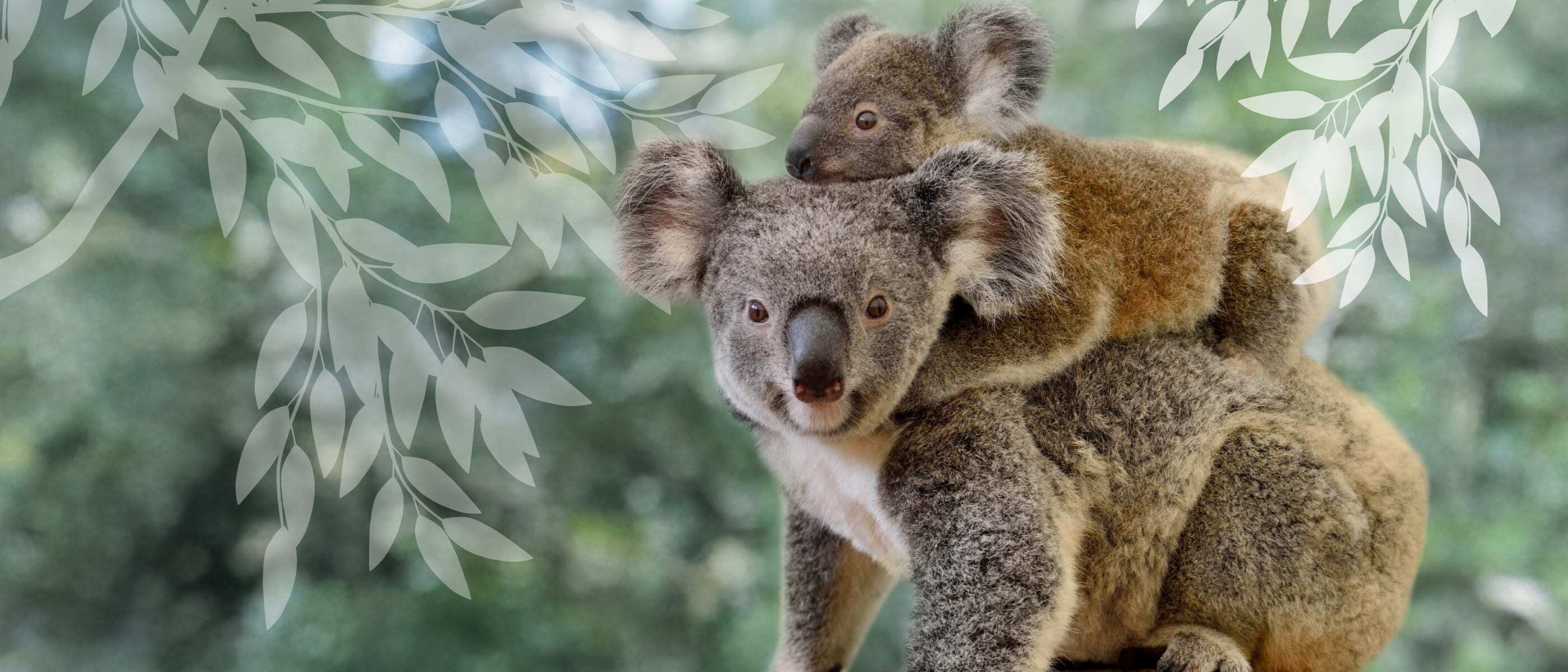 Mother koala with joey on her back