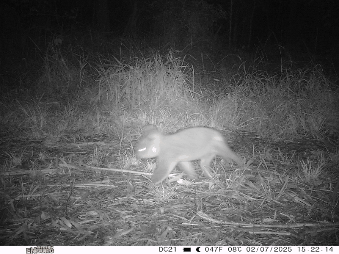 GIF showing the Boorubee (koala) photographed by the Minyumai Rangers' trail camera on Minyumai IPA.