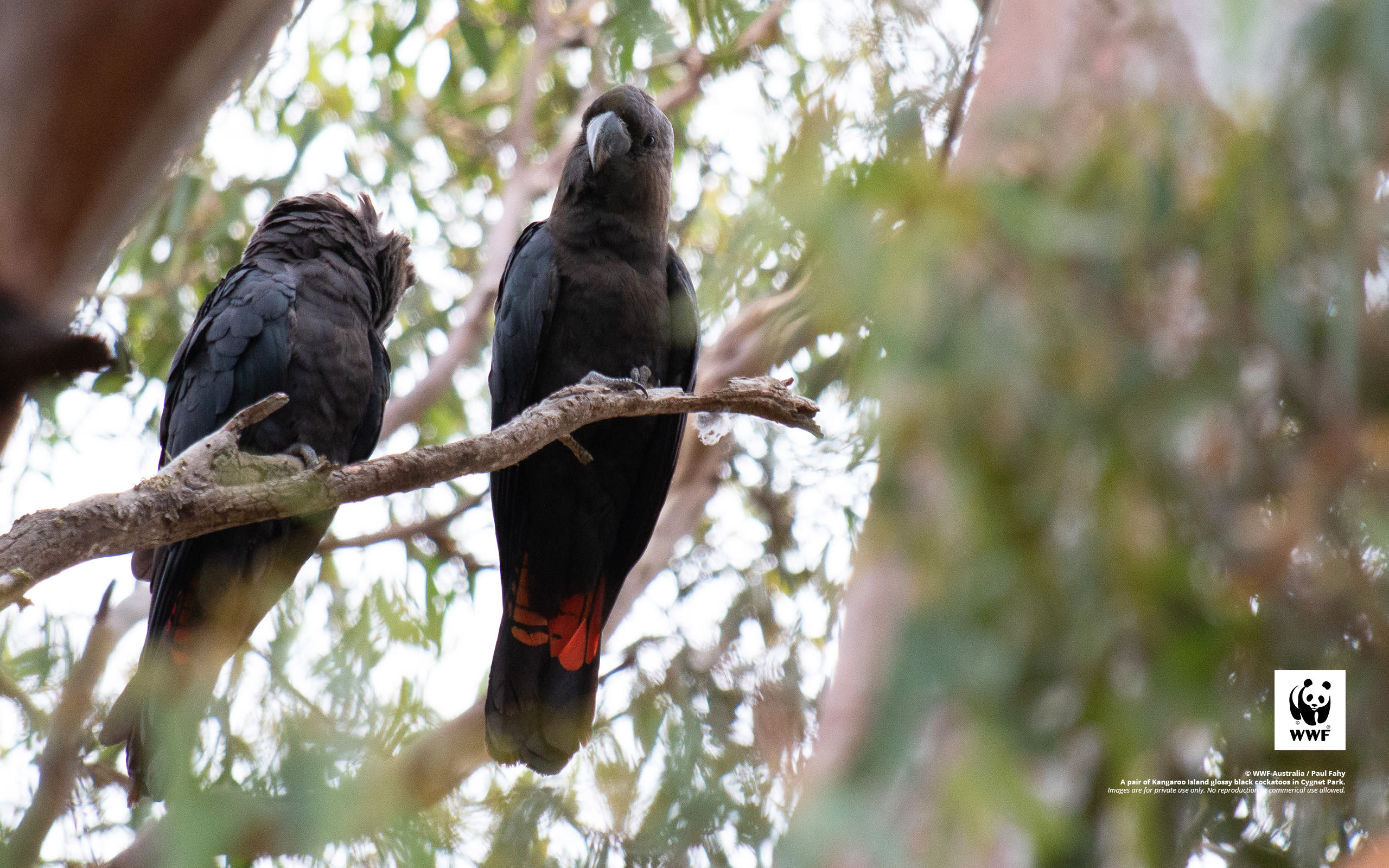 Glossy black cockatoo
