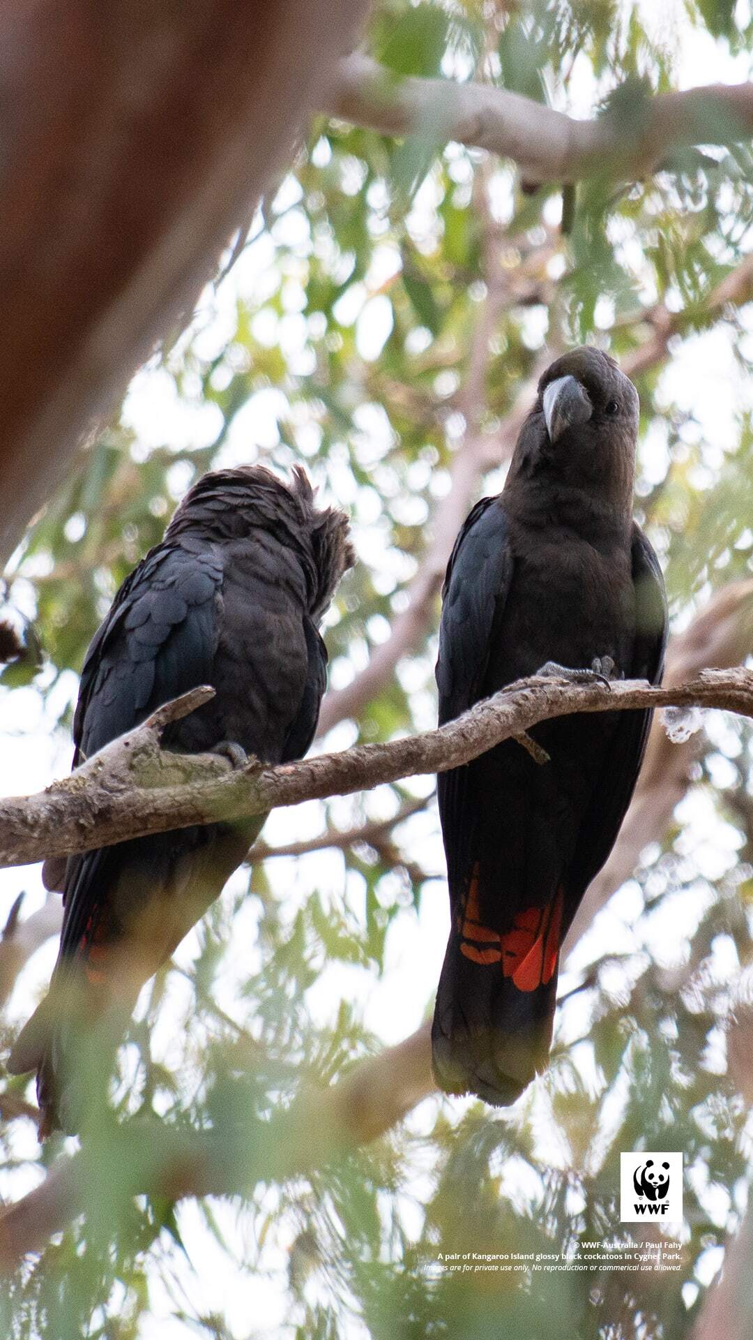 Glossy black cockatoo