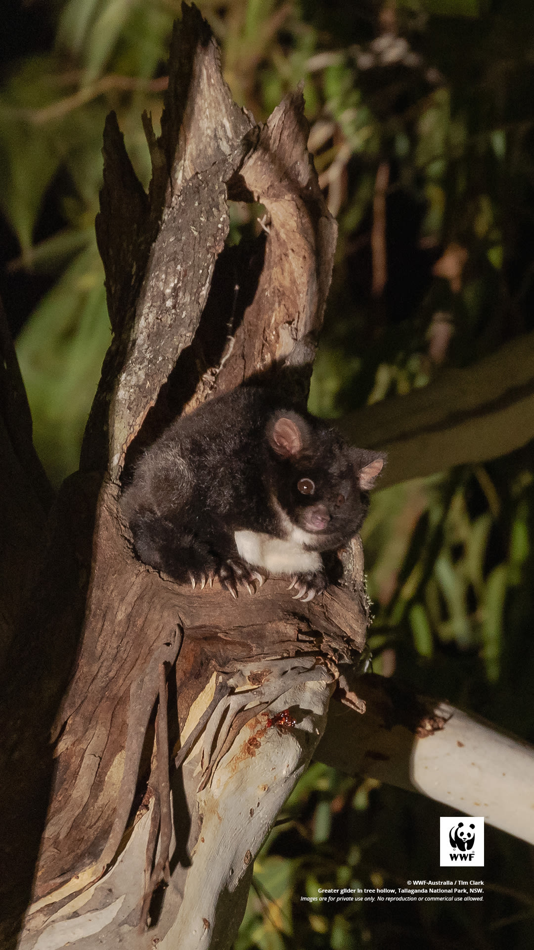 Greater glider