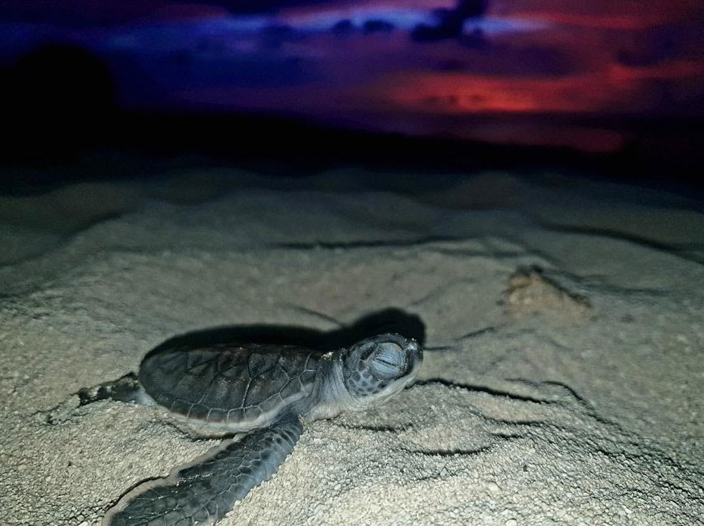 img-Green-turtle-hatchling-on-Milman