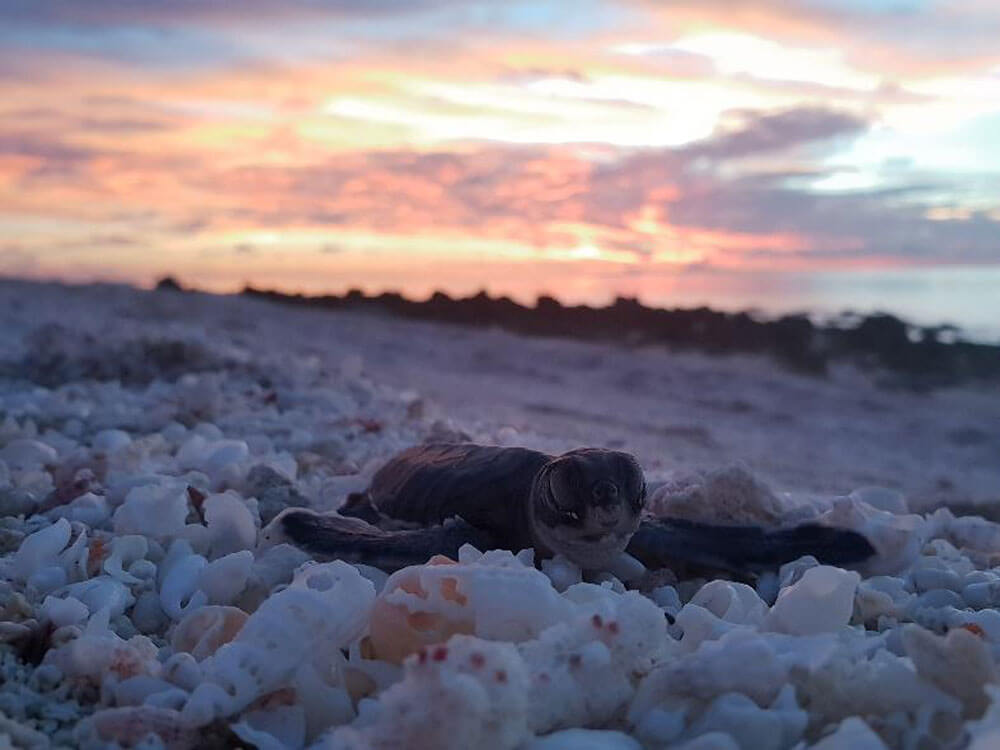 Hatchlings on Milman Island