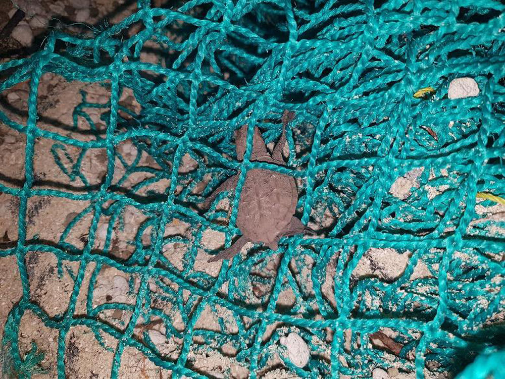 img-Hawksbill-hatchling-caught-in-fishing-net-Melissa-Staines