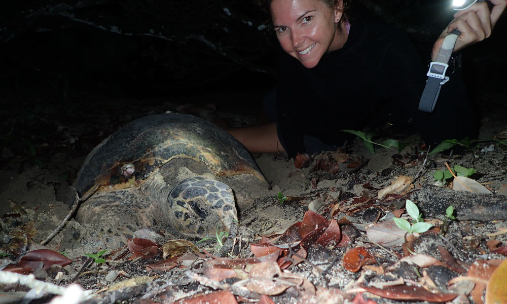Hawksbill turtle on Milman Island