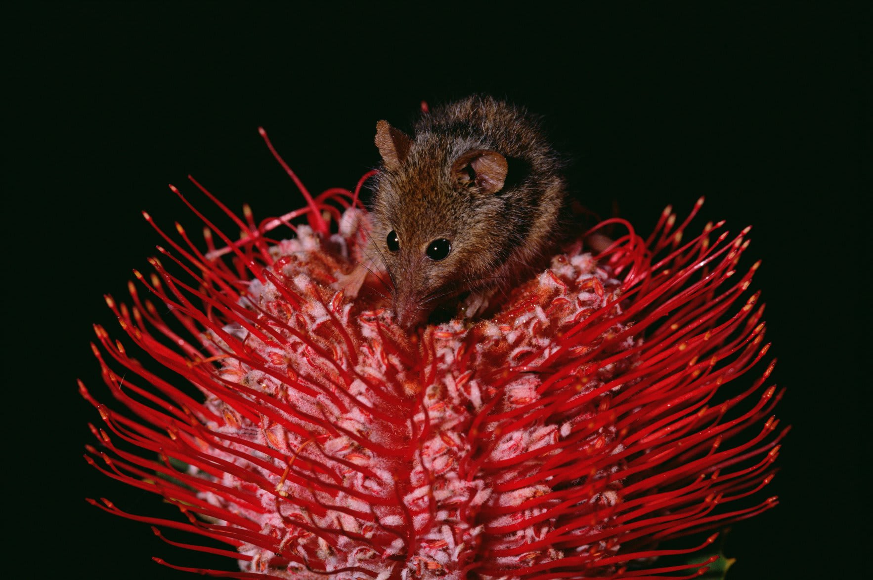 Honey Possum (Tarsipes rostratus) feeding on flowering Scarlet Banksia (Banksia coccinea), Western Australia