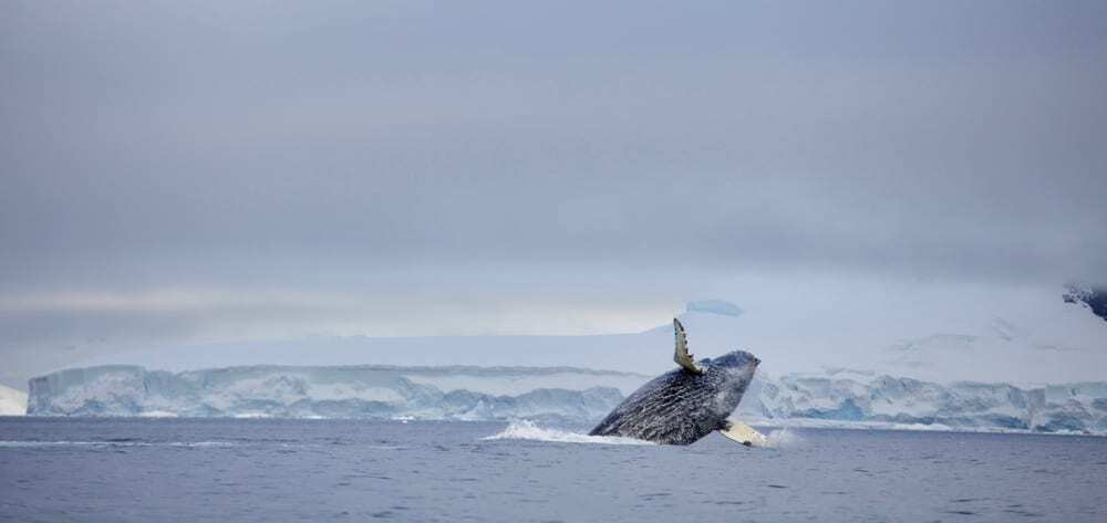 img-Humpback-whale-Breach-Antarctica-chris-johnston