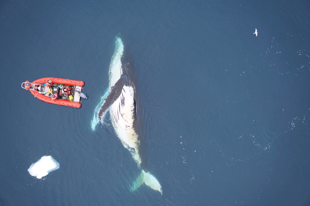 Studying humpback whales with drones and digital tags along the Antarctic Peninsula