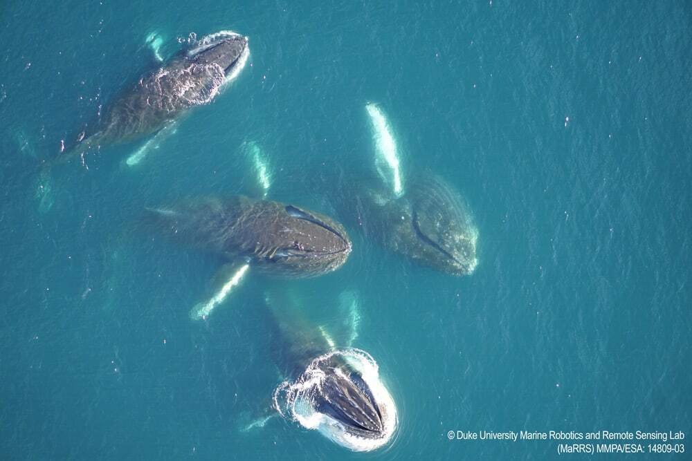 img-Humpback-whale-pod-Antarctica-1000px