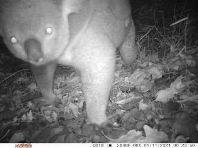 Koala moving between trees at night © Supplied camera trap image
