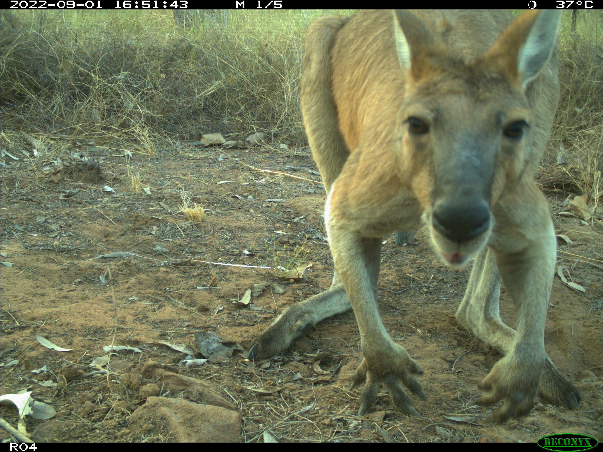 Euro / Wallaroo (Osphranter robustus). Wilinggin IPA (Karunjie/Durack)