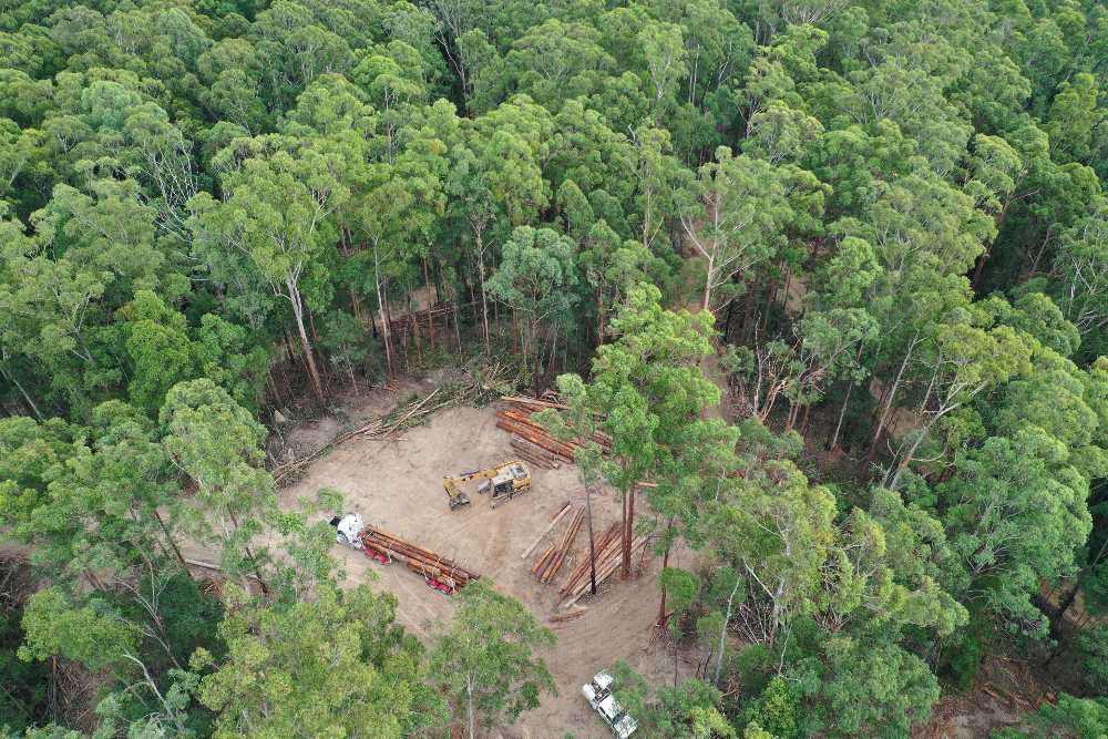 Aerial of logging koala habitat in Lower Bucca State Forest, NSW