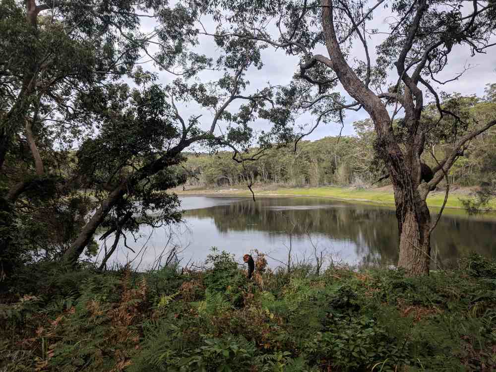 Eastern quoll translocation= Jervis Bay= NSW