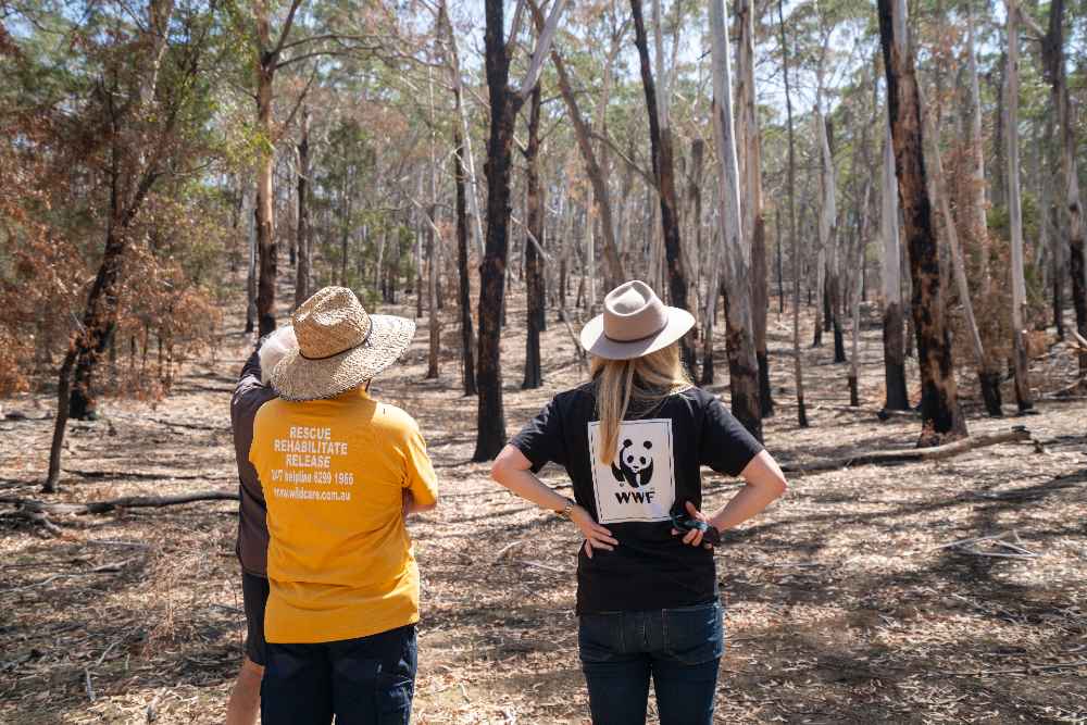 Burnt out forest from the Black Range Fire in Tallaganda National Park