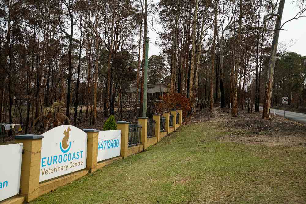 Eurocoast Veterinary Centre was on the edge of destruction