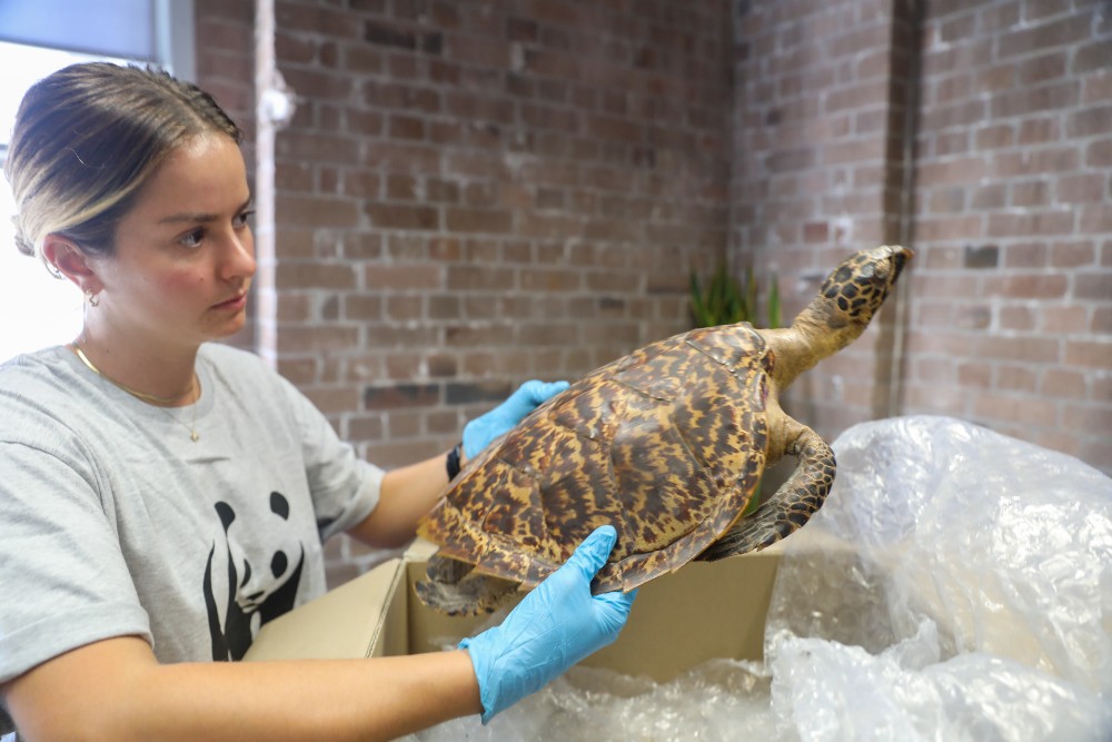 Francesca Roncolato= WWF-Australia= with a tortoiseshell item donated to the Surrender Your Shell project
