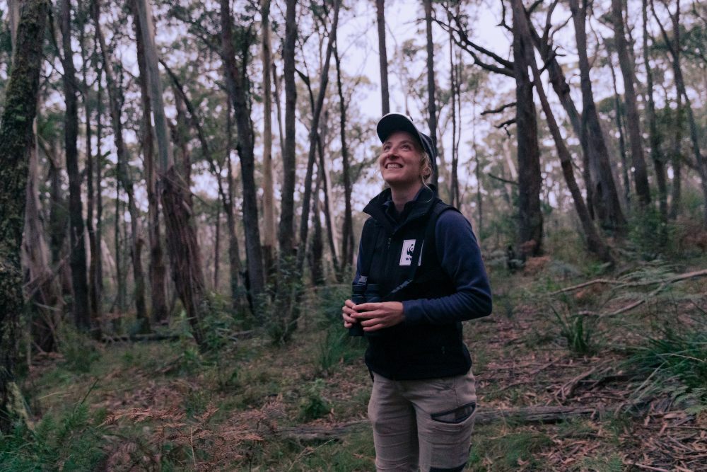 Dr Kita Ashman looking for greater gliders