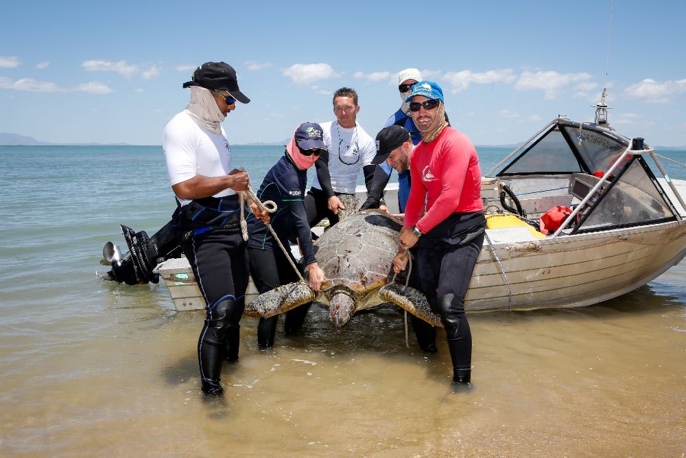img-green-turtle-being-brought-onto-beach-Rivers-to-Reef-turtle