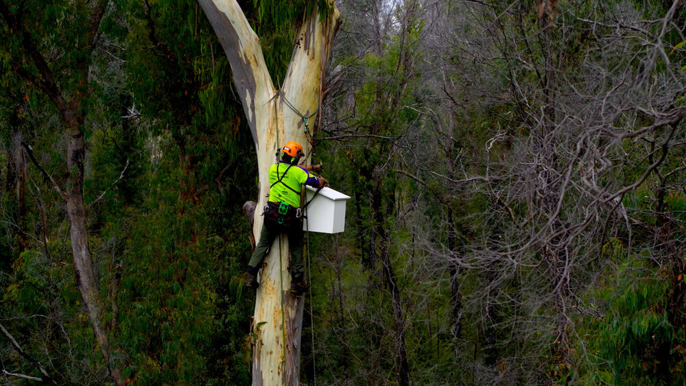 Aerial view of greater glider nest box installation in East Gippsland= VIC