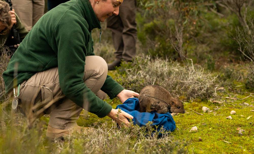 A brush-tailed bettong is released in Dhilba Guuranda-Innes National Park on Yorke Peninsula