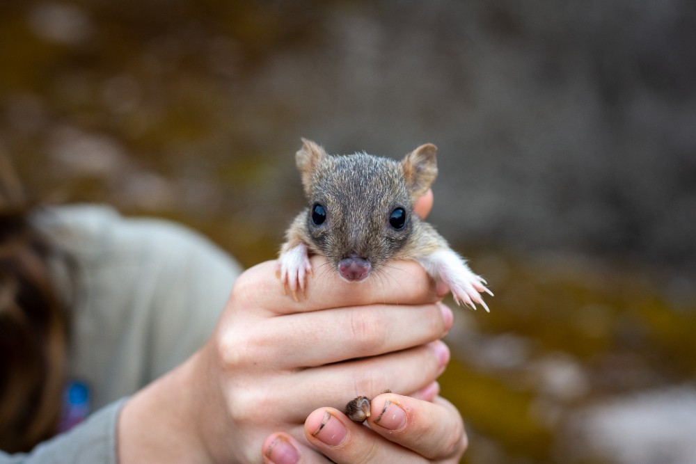 A brush-tailed bettong joey born on Yorke Peninsula