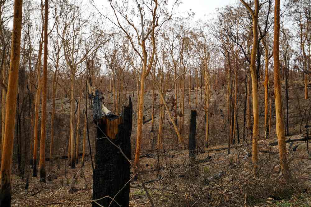 Burnt forest at Batemans Bay