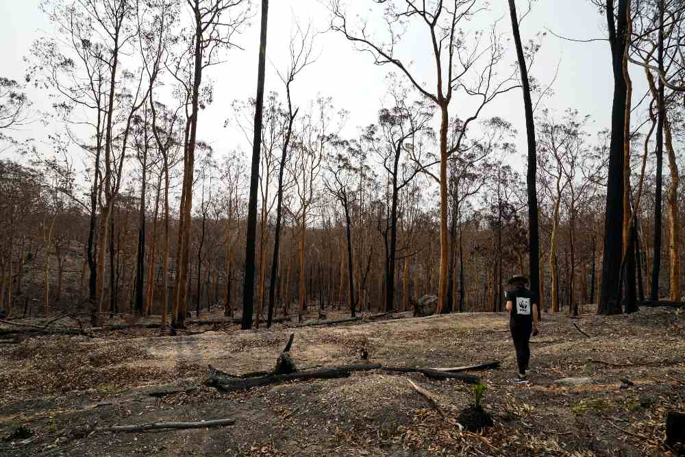 WWF staff member observes the bushfire aftermath at Batemans Bay= NSW