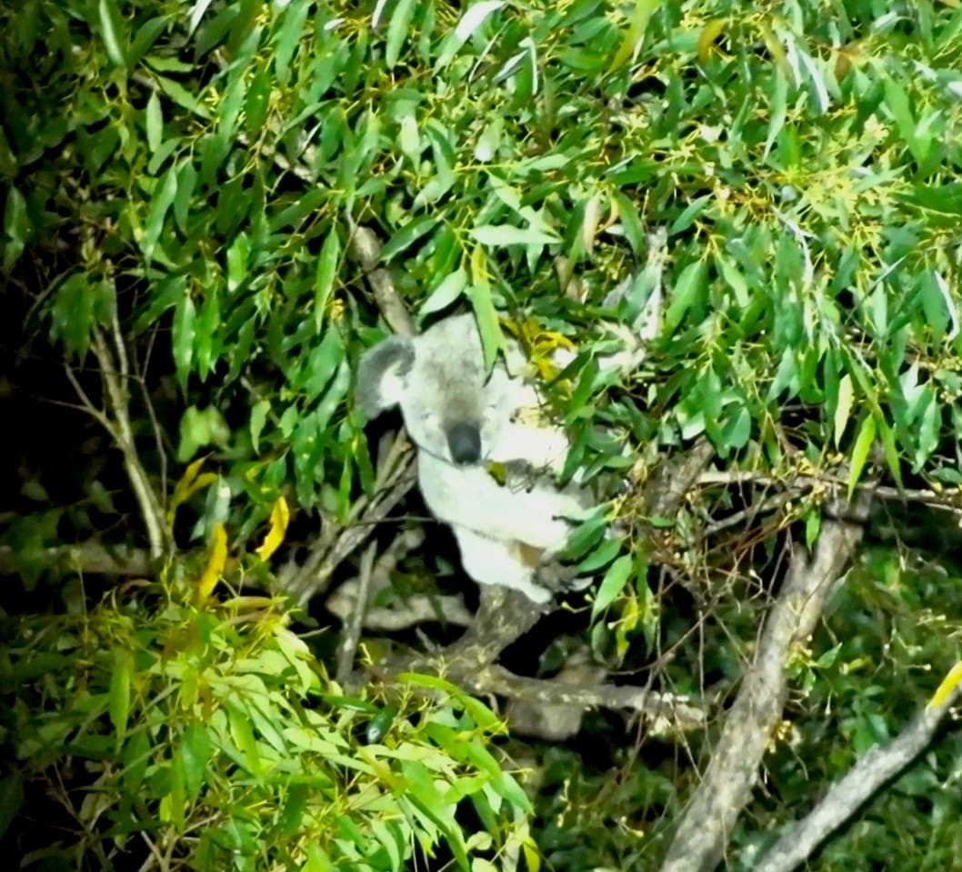 A drone shot of a koala on the Minyumai IPA taken during a survey in 2025.