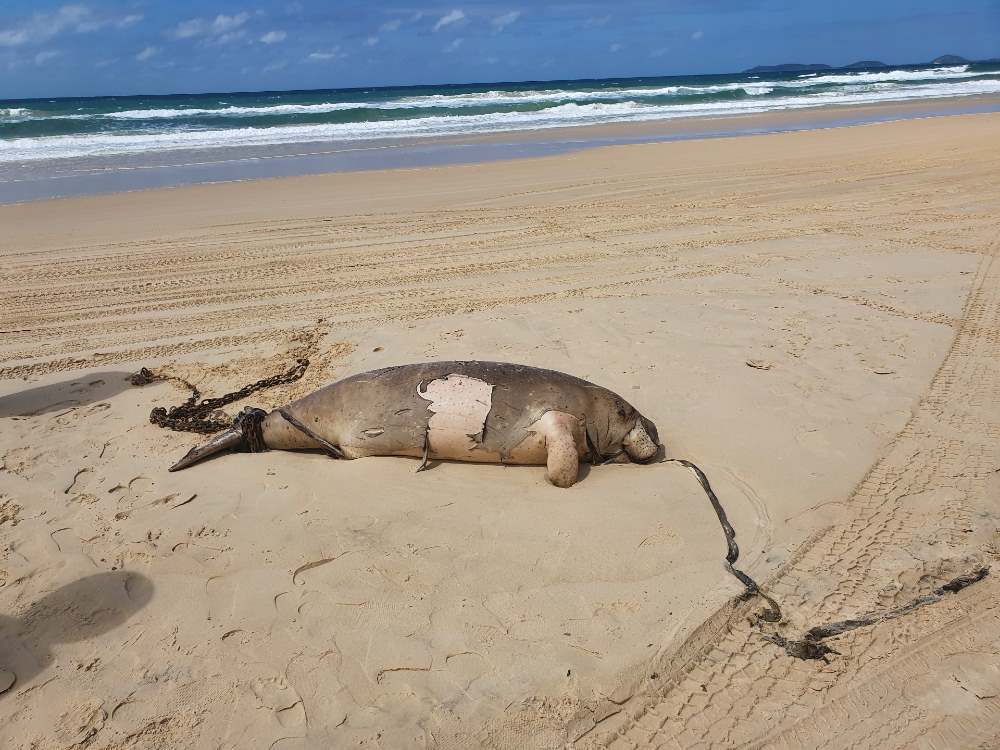 Dugong with a chain wrapped around its tail at Rainbow Beach