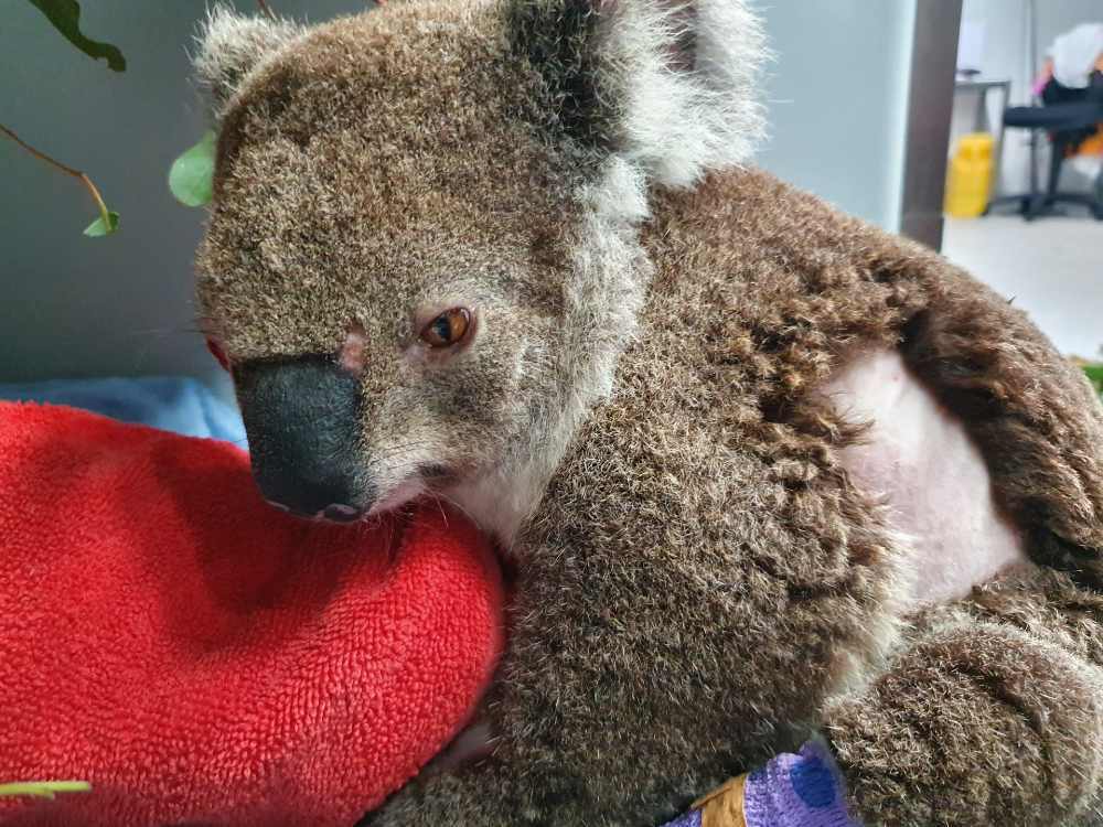 Fluffy in early phase of recovery