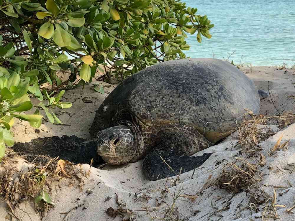Green turtle digging nest, Heron Island