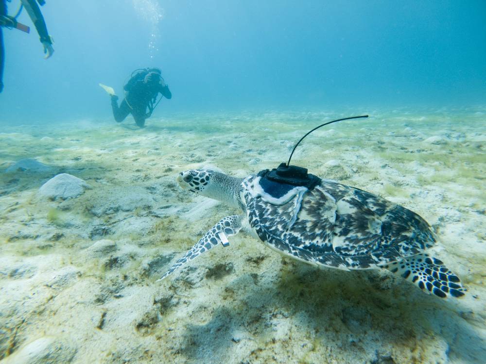 A hawksbill explores the Great Barrier Reef and experiences the ocean for the first time