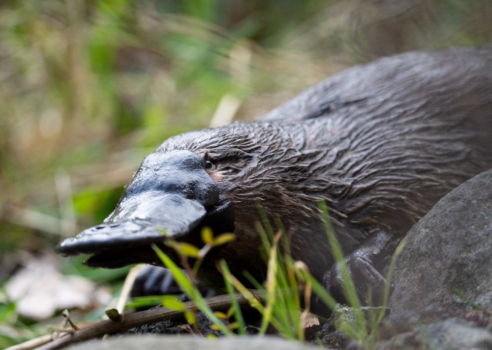 Platypus