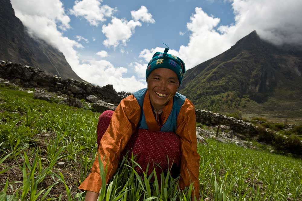 A local Tamang woman working in a field to harvest her crop= Langtang National Park= Nepal