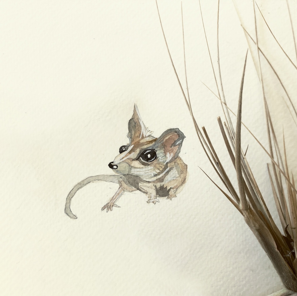 Kangaroo Island Dunnart