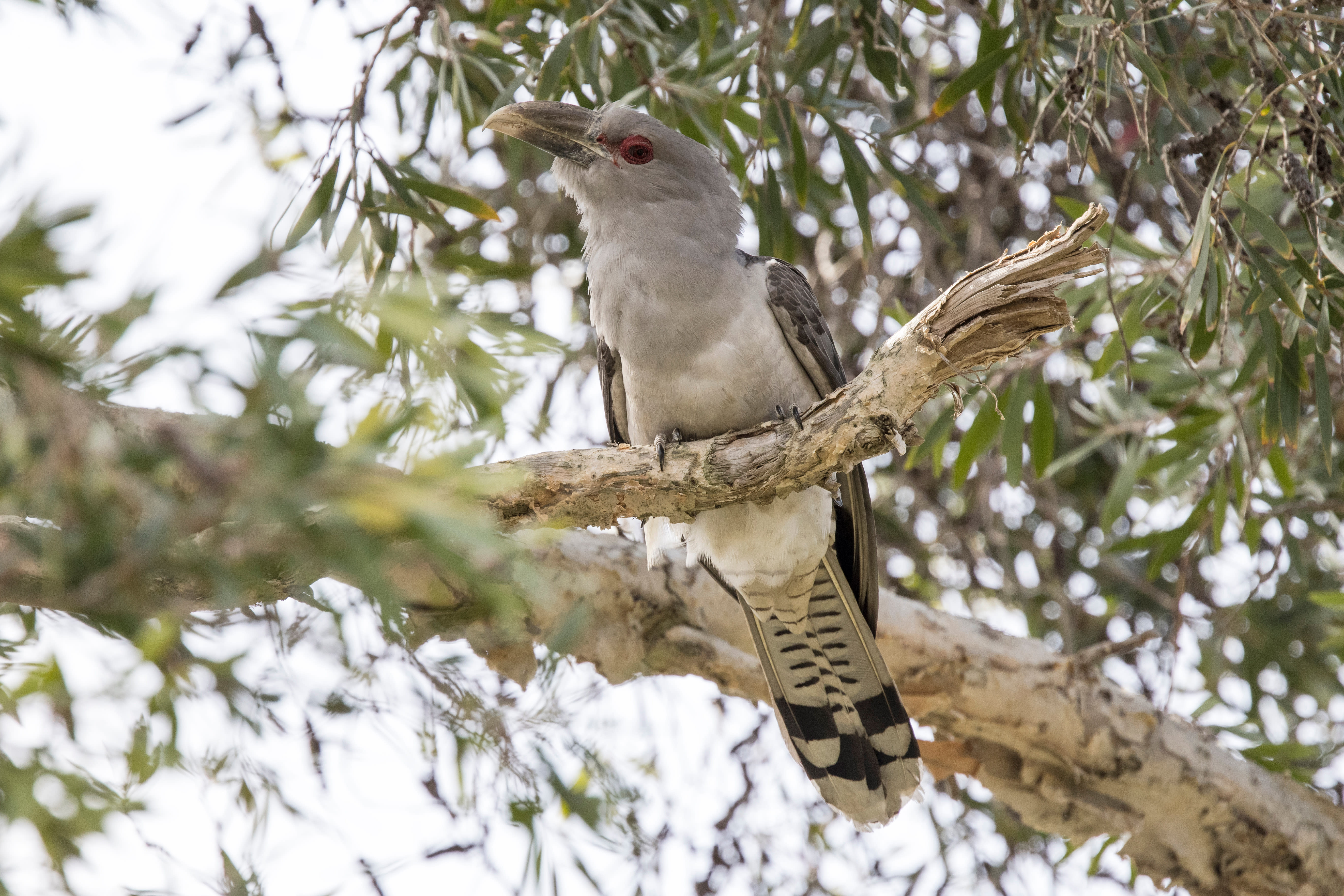 blog_img_gwarkybird