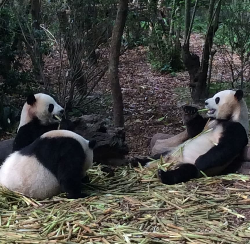img_pandas_eating_bamboo_chengdu_research_base_giant_panda_breeding
